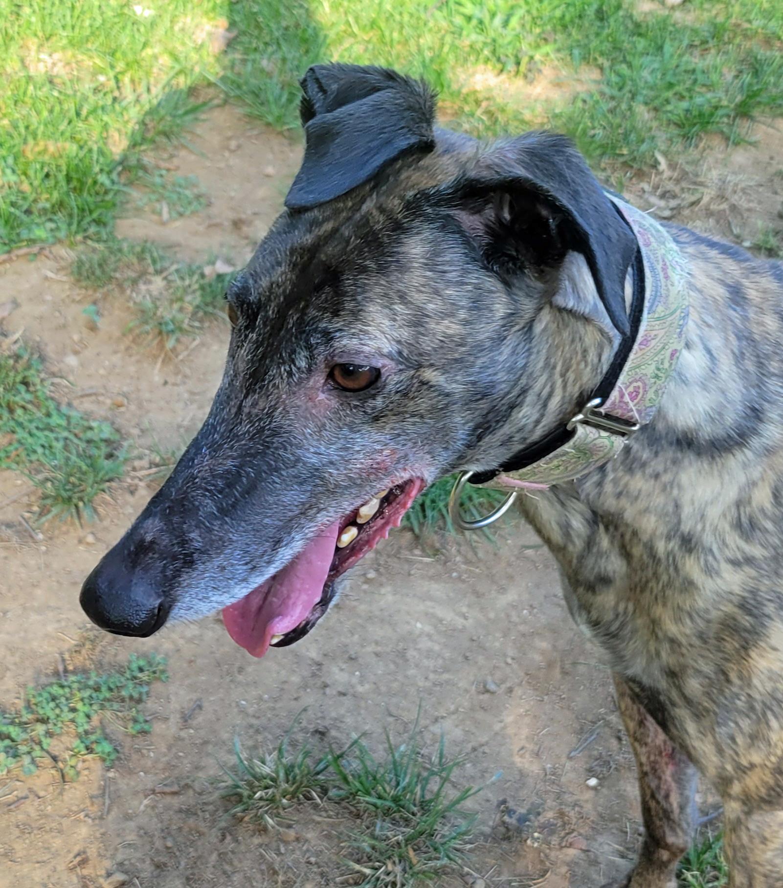 Ww Hire Up, an adoptable Greyhound in Allentown, PA, 18104 | Photo Image 2