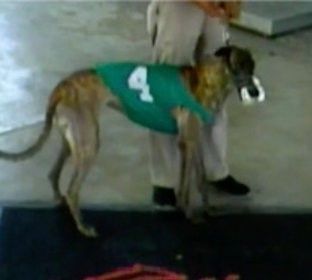 Ww Hire Up, an adoptable Greyhound in Allentown, PA, 18104 | Photo Image 5