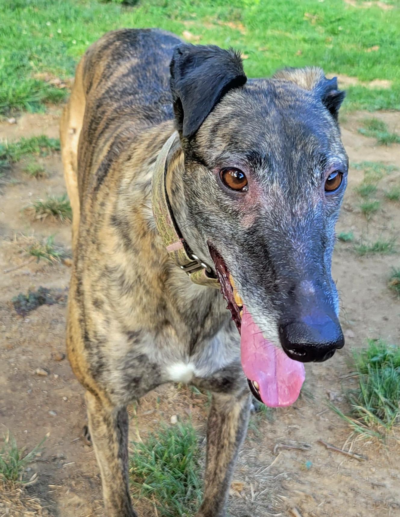 Ww Hire Up, an adoptable Greyhound in Allentown, PA, 18104 | Photo Image 1