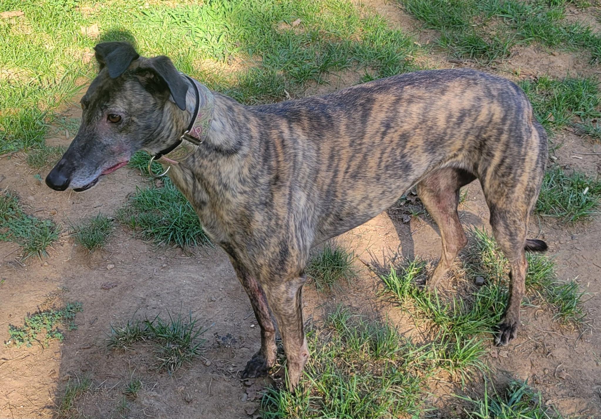 Ww Hire Up, an adoptable Greyhound in Allentown, PA, 18104 | Photo Image 3