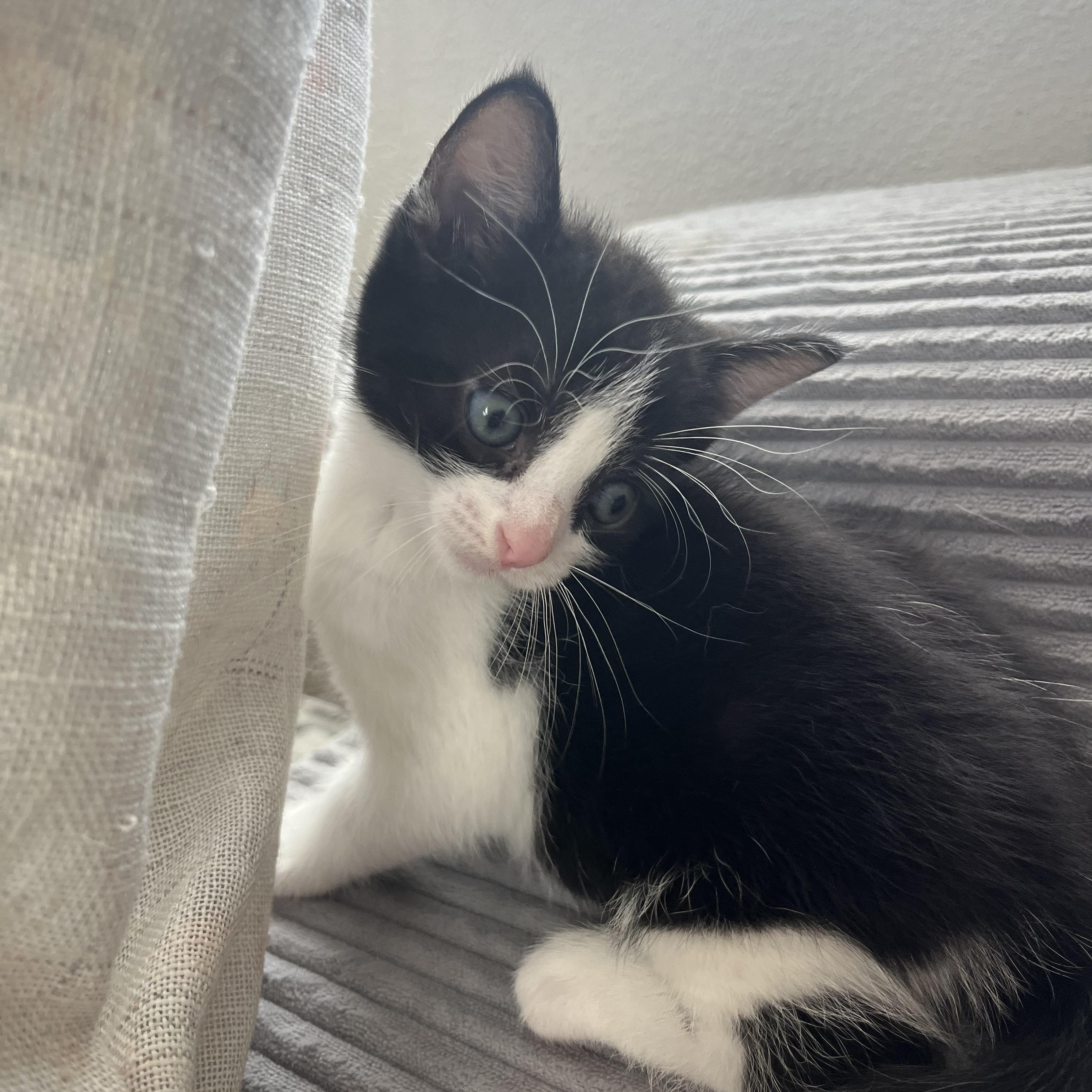 Enlarge Tuna, a ADOPTABLE Tuxedo in Tampa, FL image 3/3