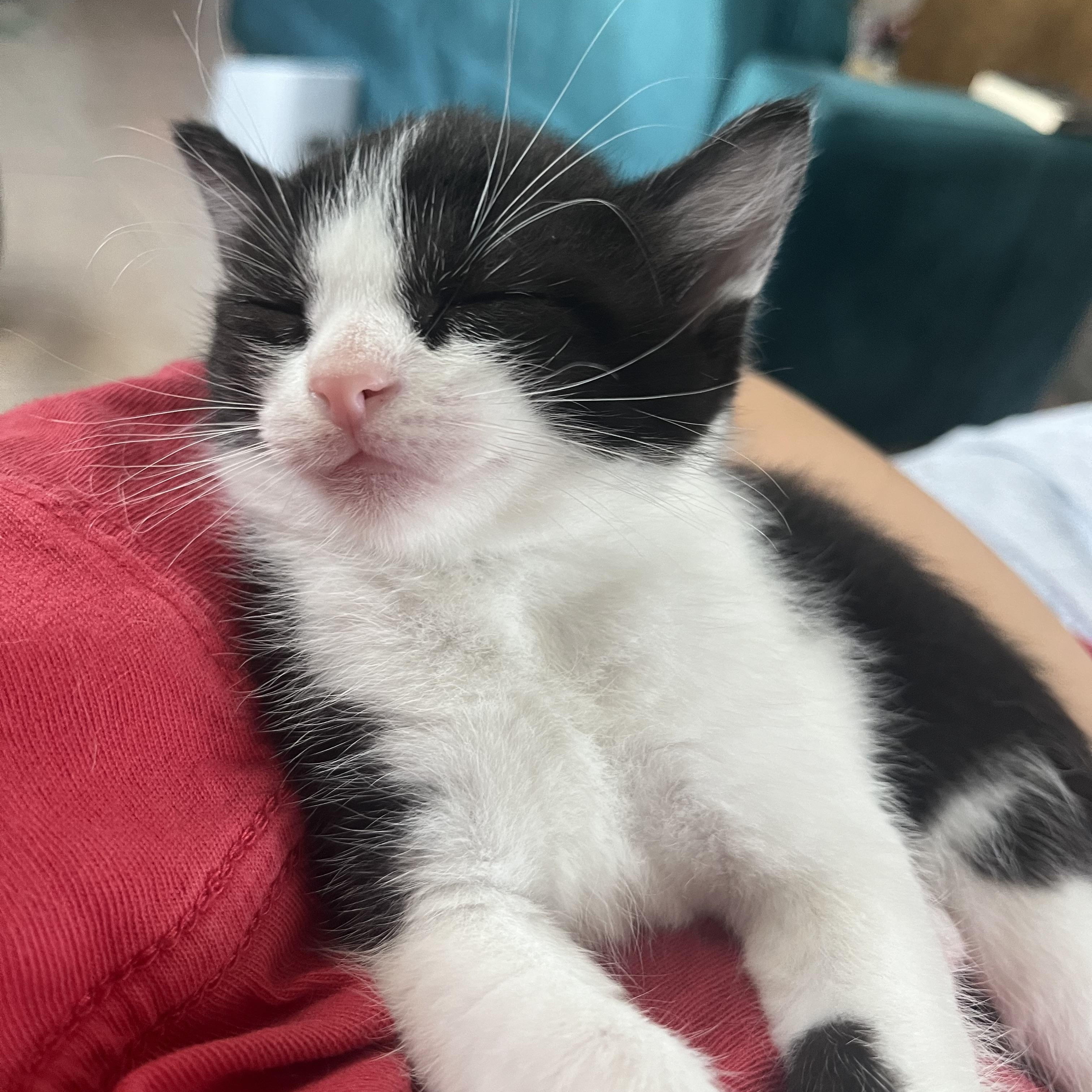 Enlarge Tuna, a ADOPTABLE Tuxedo in Tampa, FL image 2/3