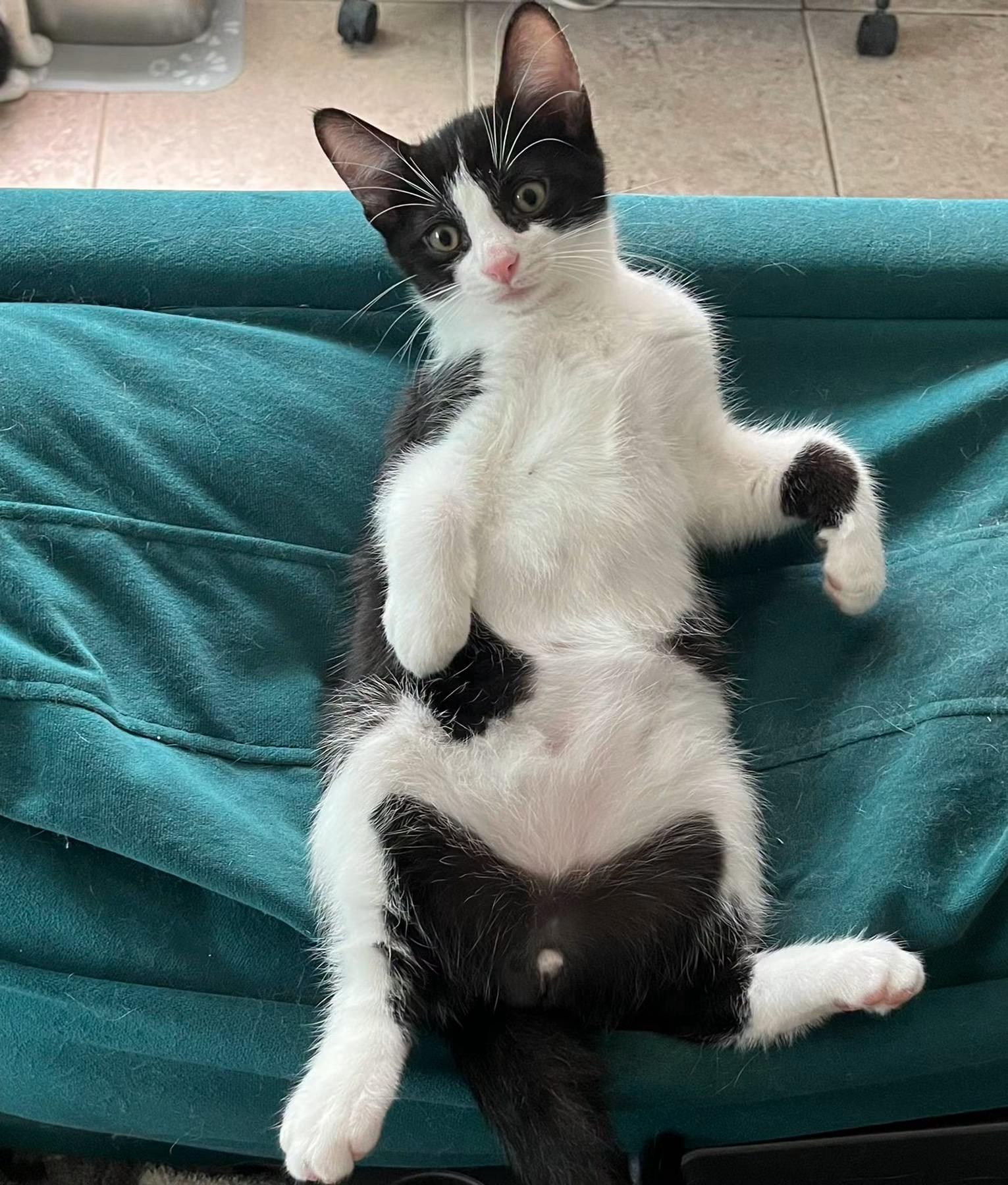 Tuna, a ADOPTABLE Tuxedo in Tampa, FL image 4/4