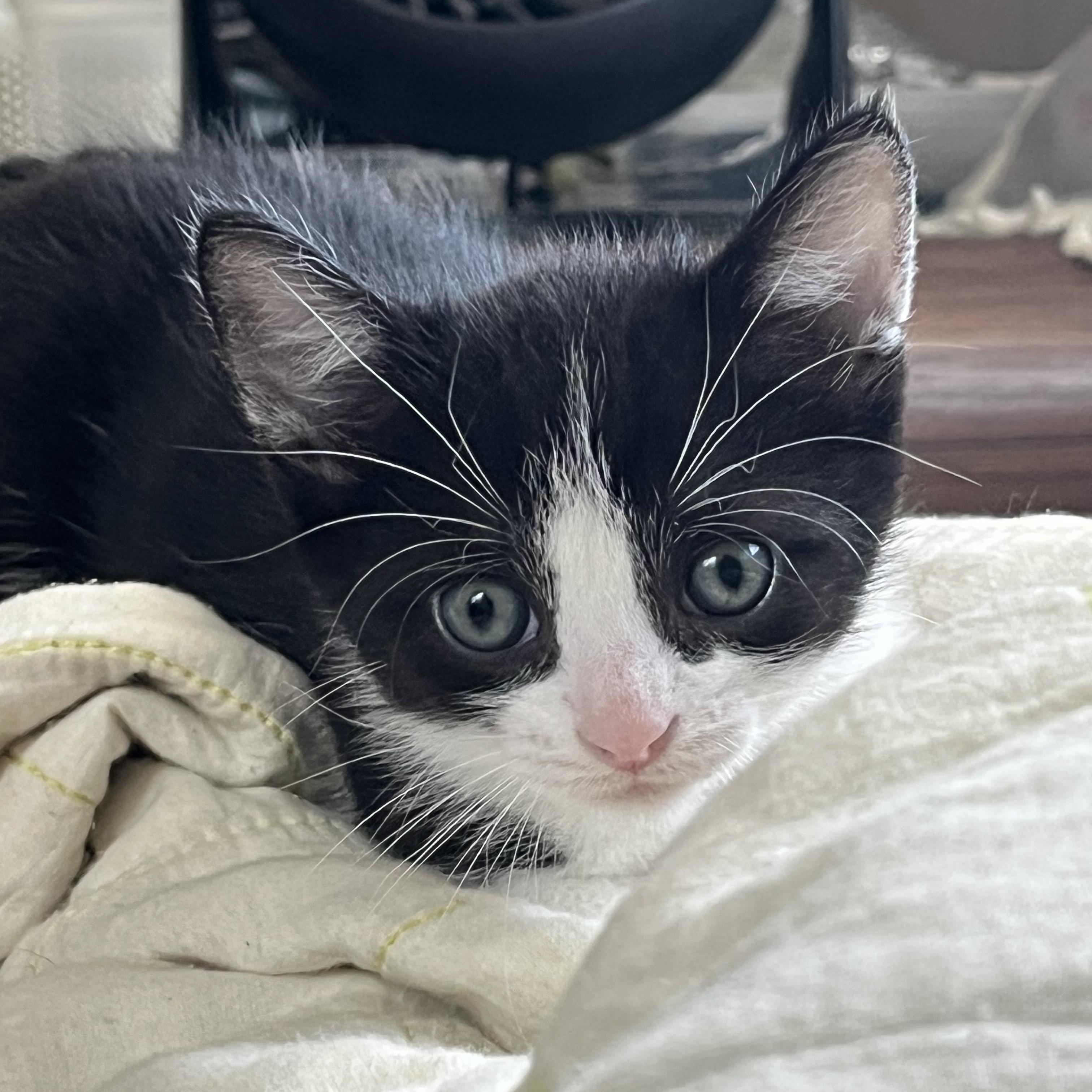 Tuna, ADOPTABLE, Kitten Male Tuxedo.
