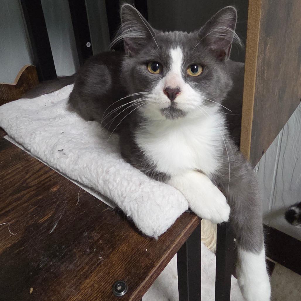 Earl Grey, a Adoptable Domestic Short Hair in Chariton, IA image 1/6