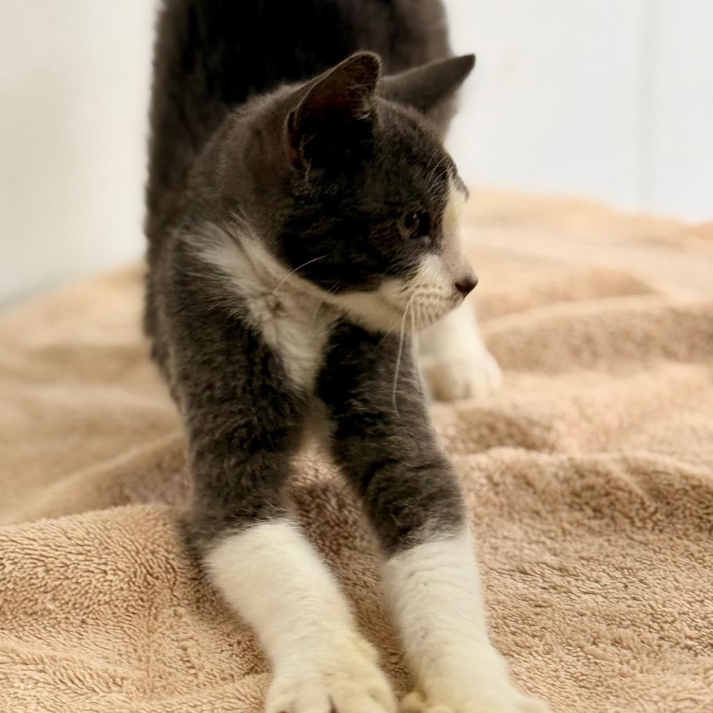 Earl Grey, a Adoptable Domestic Short Hair in Chariton, IA image 3/6