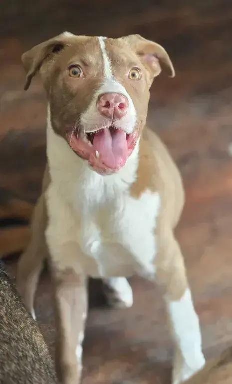 Enlarge Remi, a Adoptable mixed breed in Grand Rapids, MI image 1/5