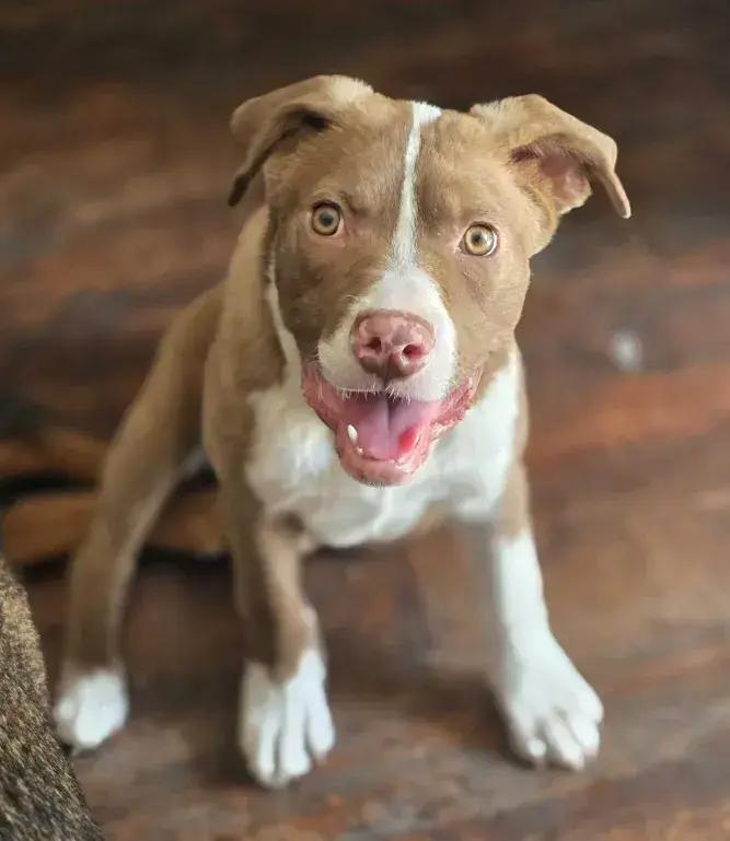 Enlarge Remi, a Adoptable mixed breed in Grand Rapids, MI image 2/5