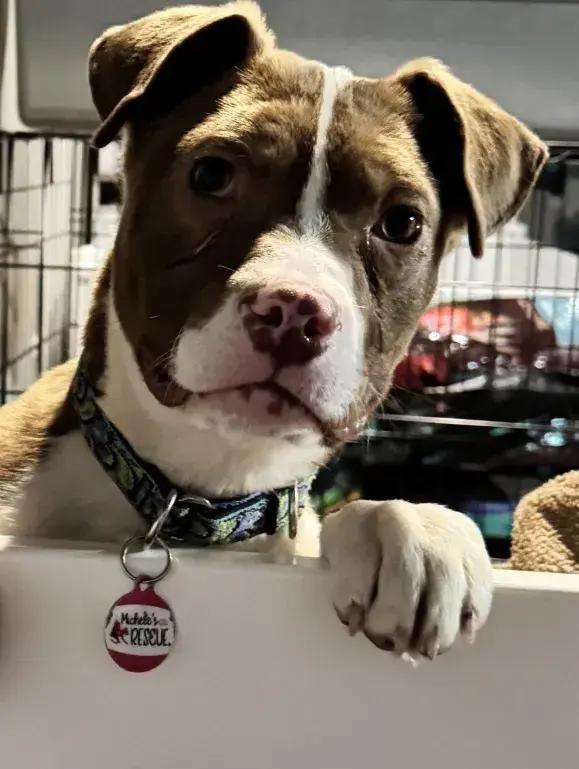 Enlarge Remi, a Adoptable mixed breed in Grand Rapids, MI image 3/5