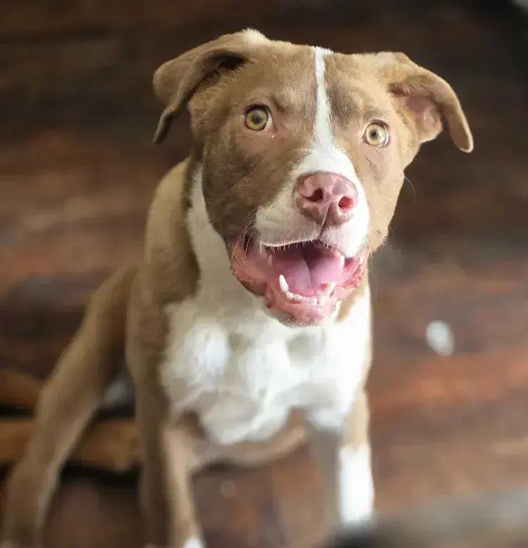 Enlarge Remi, a Adoptable mixed breed in Grand Rapids, MI image 4/5