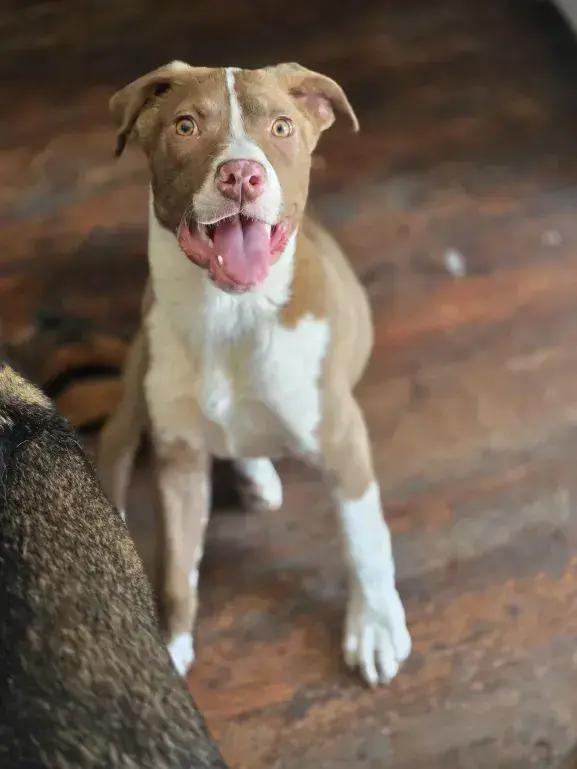 Enlarge Remi, a Adoptable mixed breed in Grand Rapids, MI image 5/5