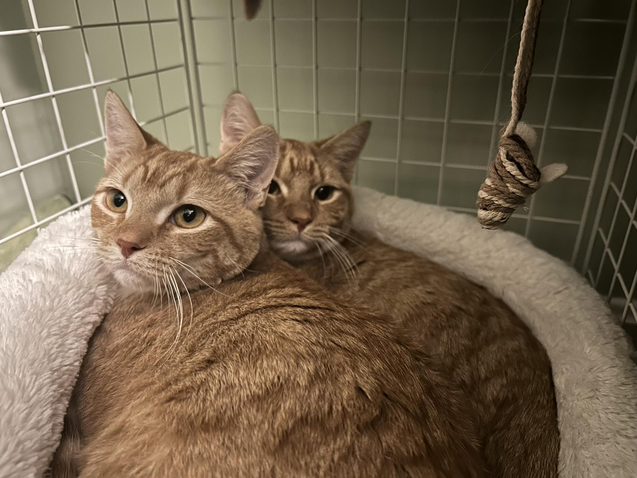 Miles and Cooper (pair), ADOPTABLE, Young Male Domestic Short Hair.