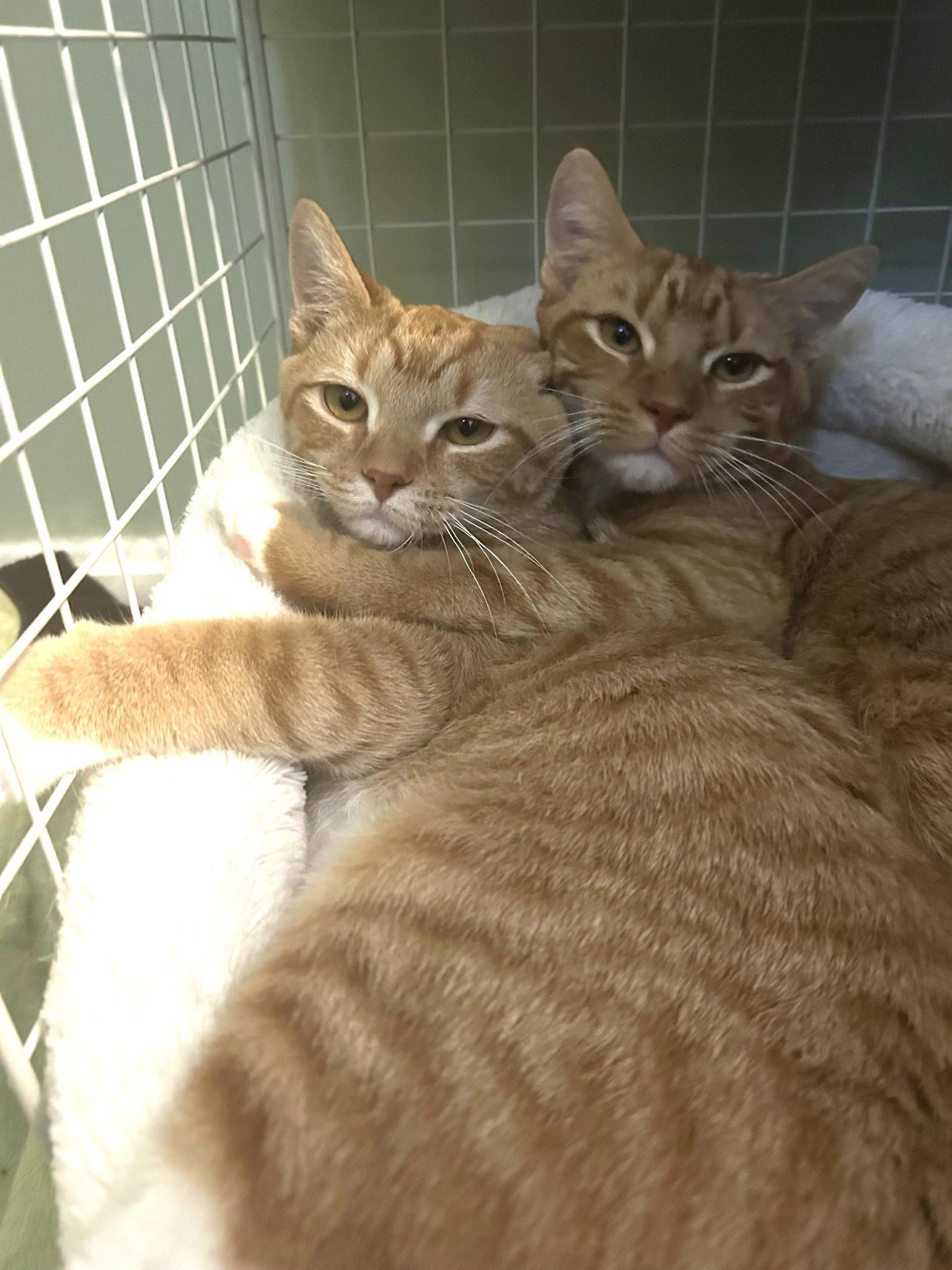 Enlarge Miles and Cooper (pair), a ADOPTABLE Domestic Short Hair in Sudbury, MA image 2/2
