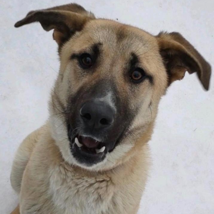 Sampson, adoptable, Adult Male Shepherd.