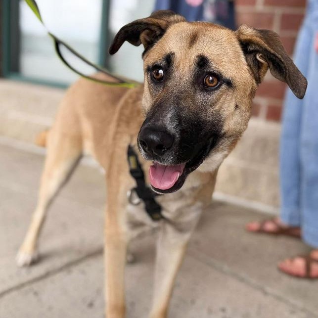 Sampson, Adoptable, Adult Male Shepherd.