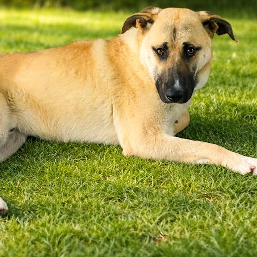 Enlarge Sampson, an adoptable mixed breed in Toledo, OH image 2/2