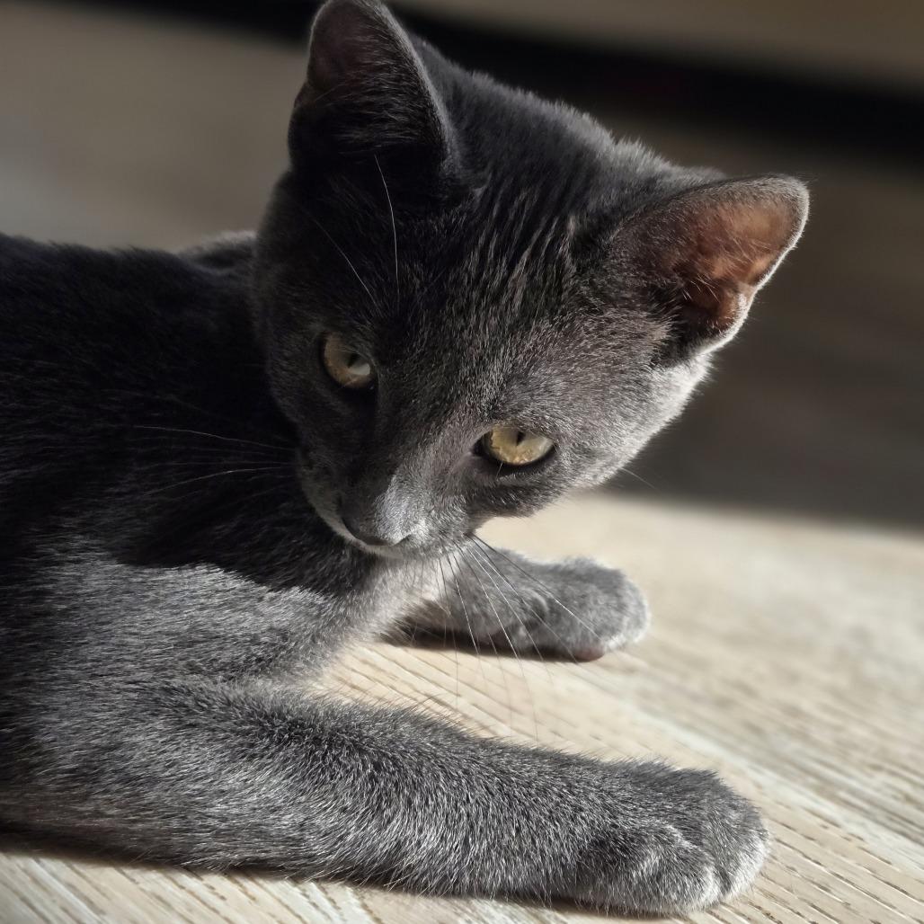 Pewter, Adoptable, Kitten Male Domestic Short Hair.