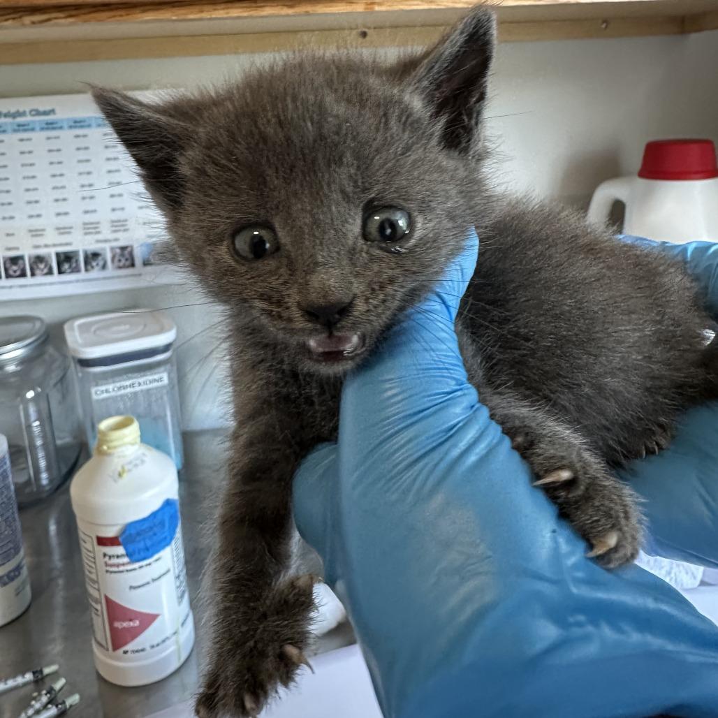 Enlarge Pewter, a Adoptable Domestic Short Hair in Durango, CO image 2/3