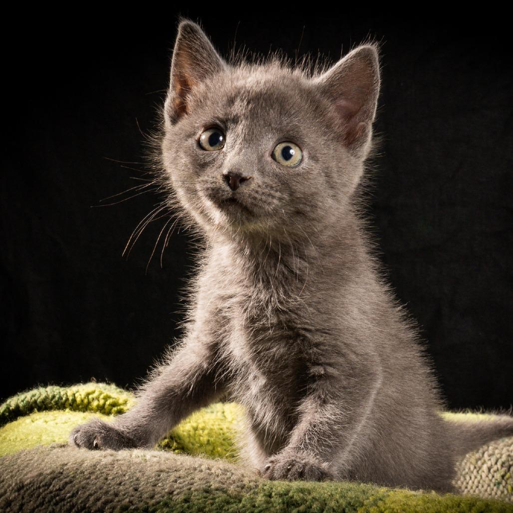 Enlarge Pewter, a Adoptable Domestic Short Hair in Durango, CO image 3/3
