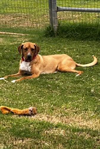 Enlarge Rally, a ADOPTABLE mixed breed in Gilbert, AZ image 4/4