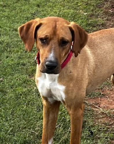 Rally, ADOPTABLE, Young Male Rhodesian Ridgeback & Redbone Coonhound.