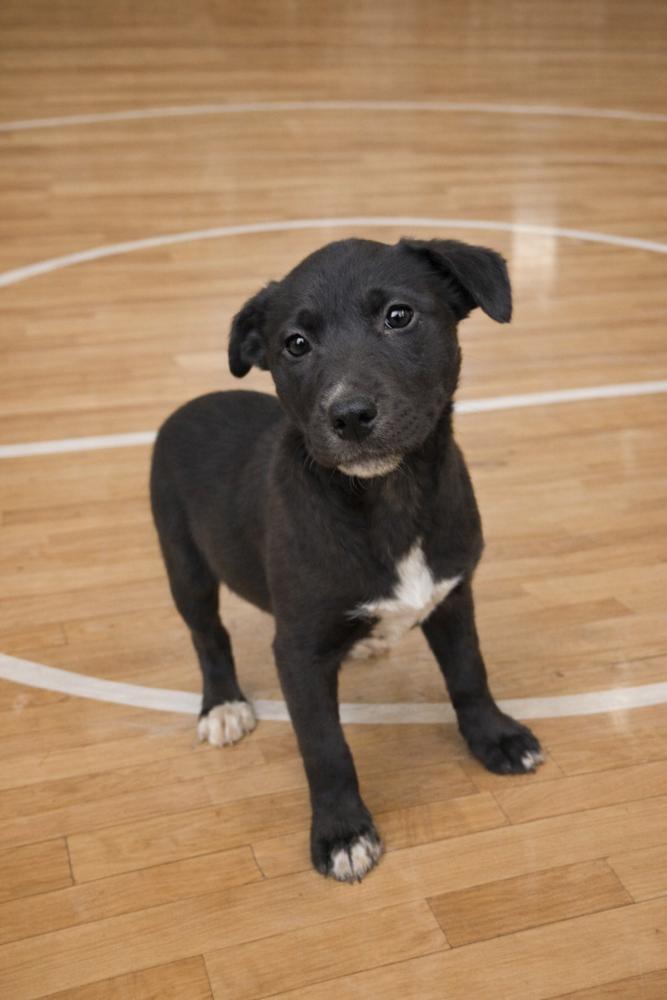 Enlarge Netta, a Adoptable mixed breed in Groveland, MA image 1/1