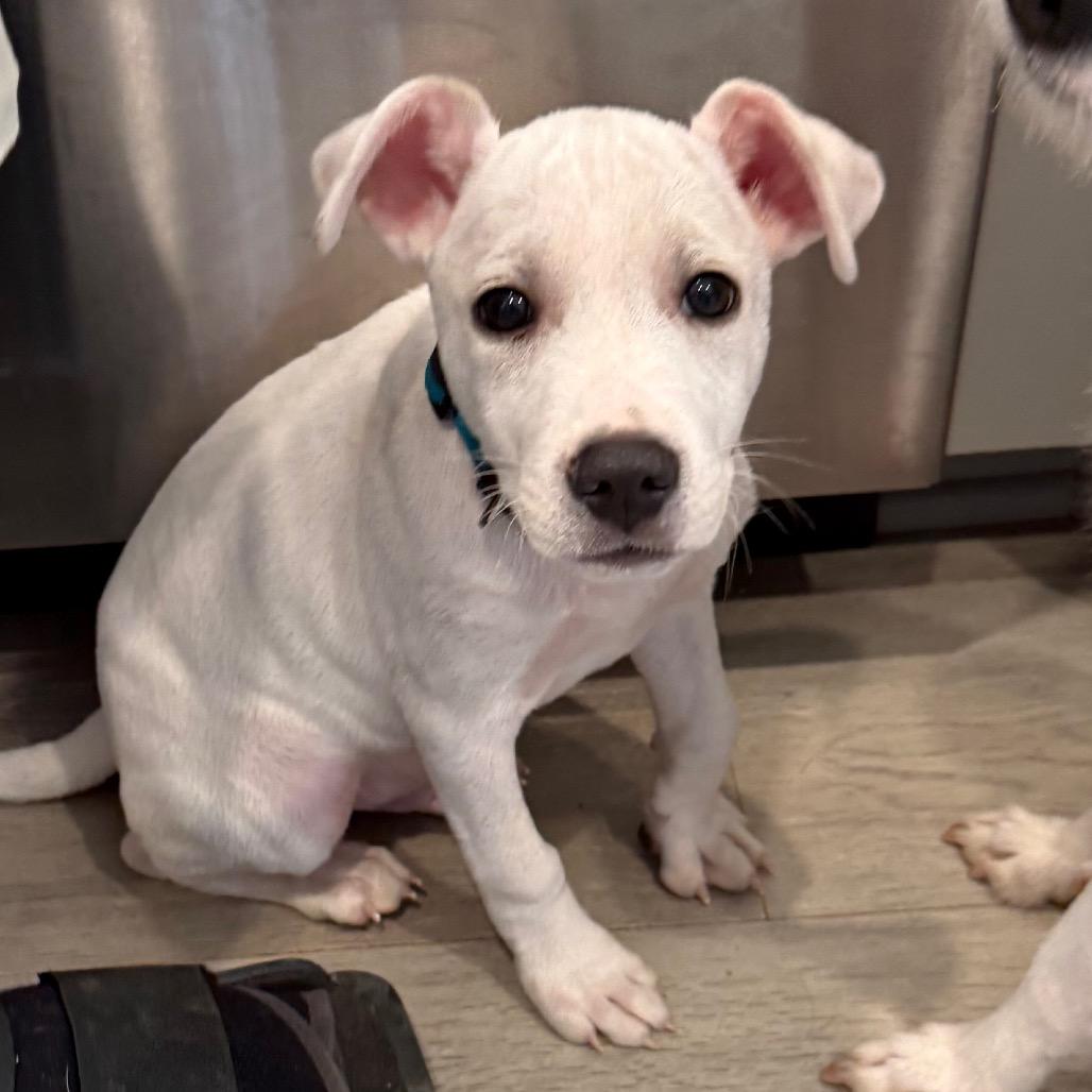 Johnny, Adoptable, Puppy Male Mixed Breed.