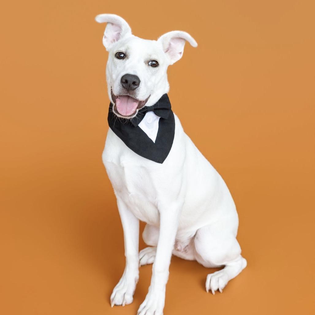 Johnny, Adoptable, Young Male Mixed Breed.