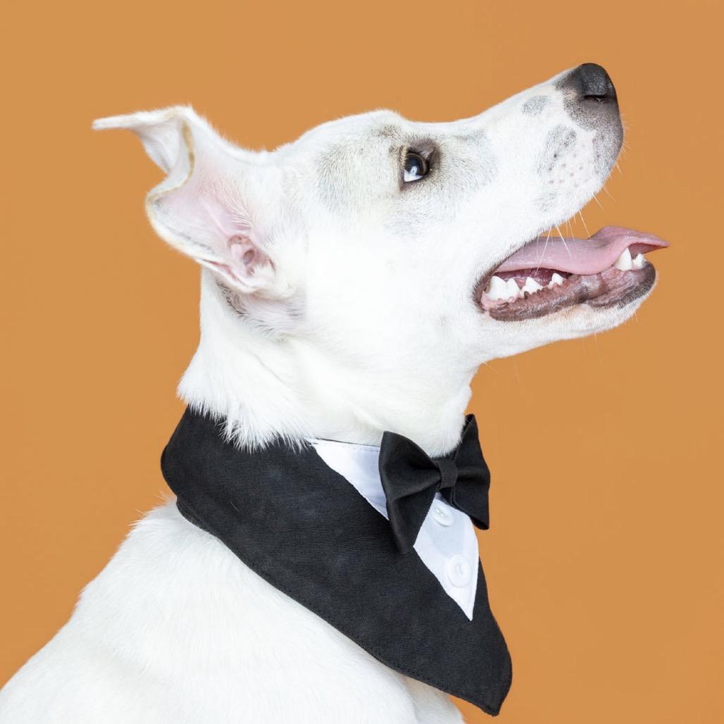 Enlarge Johnny, a Adoptable Mixed Breed in Southside, TN image 2/6