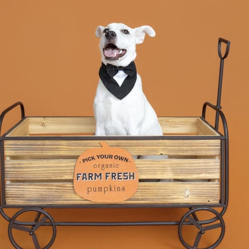 Enlarge Johnny, a Adoptable Mixed Breed in Southside, TN image 3/6