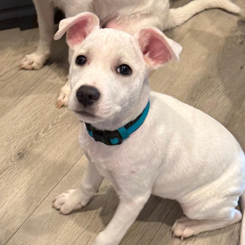 Enlarge Johnny, a Adoptable Mixed Breed in Southside, TN image 2/3