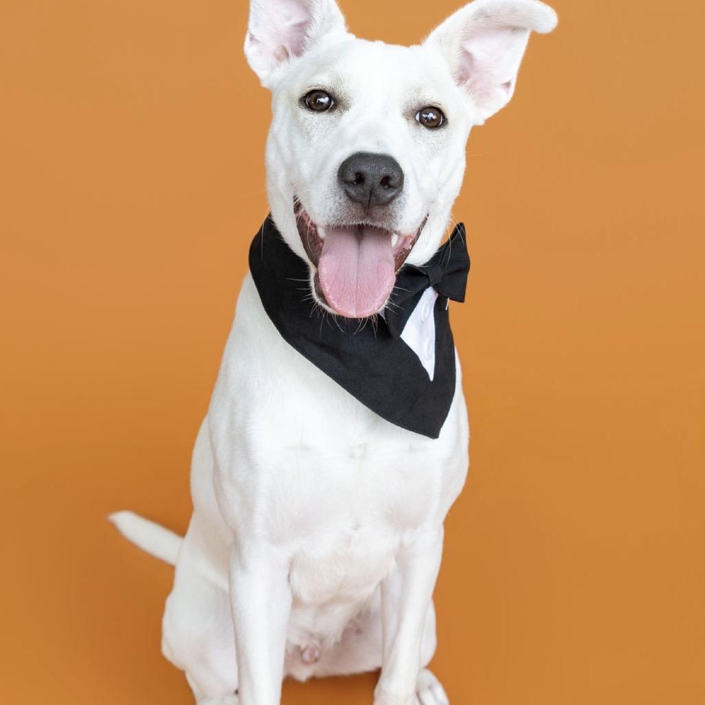 Enlarge Johnny, a Adoptable Mixed Breed in Southside, TN image 4/6