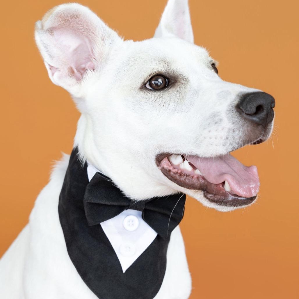 Enlarge Johnny, a Adoptable Mixed Breed in Southside, TN image 5/6