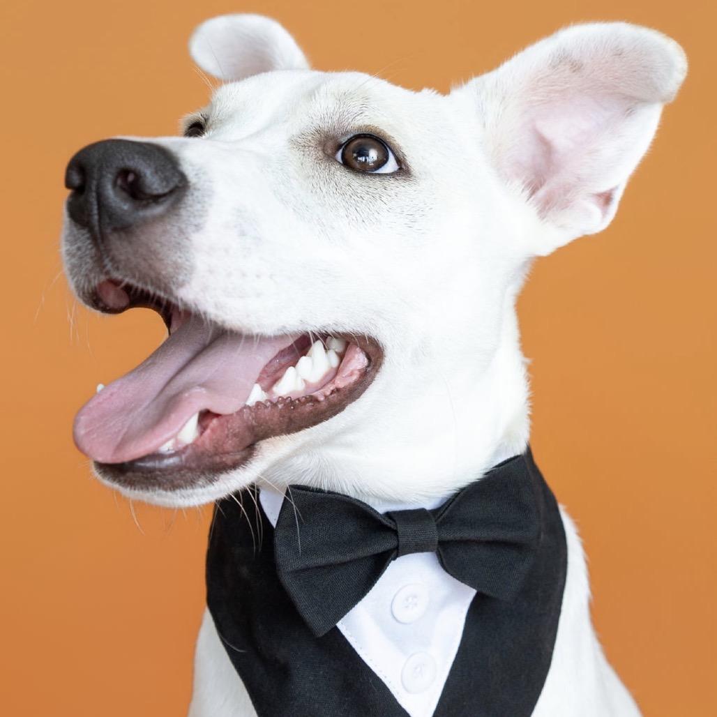 Enlarge Johnny, a Adoptable Mixed Breed in Southside, TN image 6/6