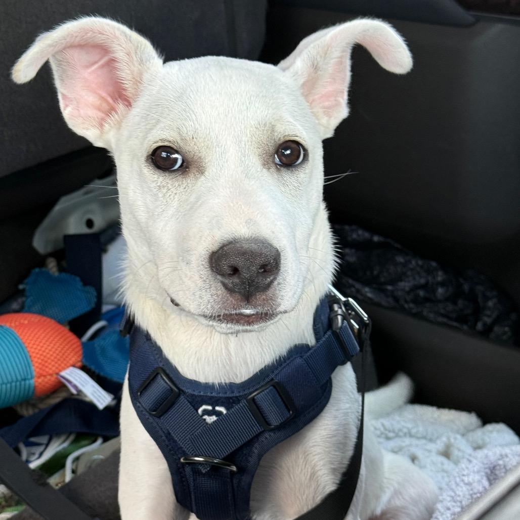 Enlarge Johnny, a Adoptable Mixed Breed in Southside, TN image 4/6