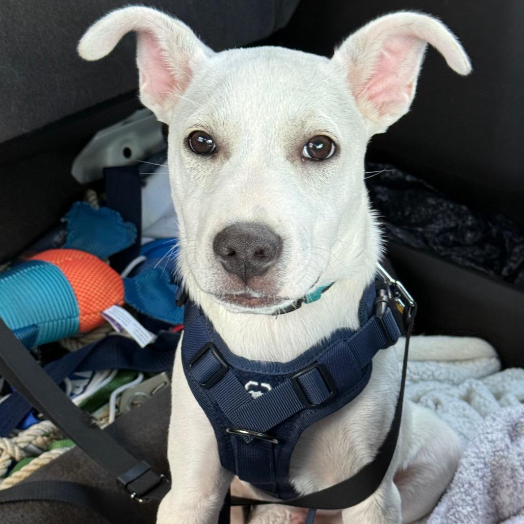 Enlarge Johnny, a Adoptable Mixed Breed in Southside, TN image 6/6