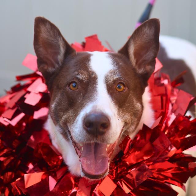 SAM, Adoptable, Adult Female Australian Cattle Dog / Blue Heeler.