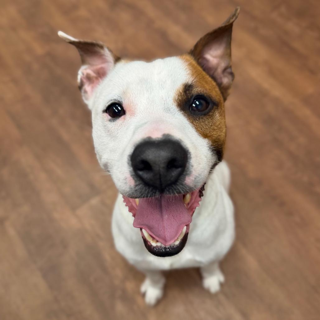 Enlarge Jackson, a Adoptable Mixed Breed in Milton, FL image 1/1