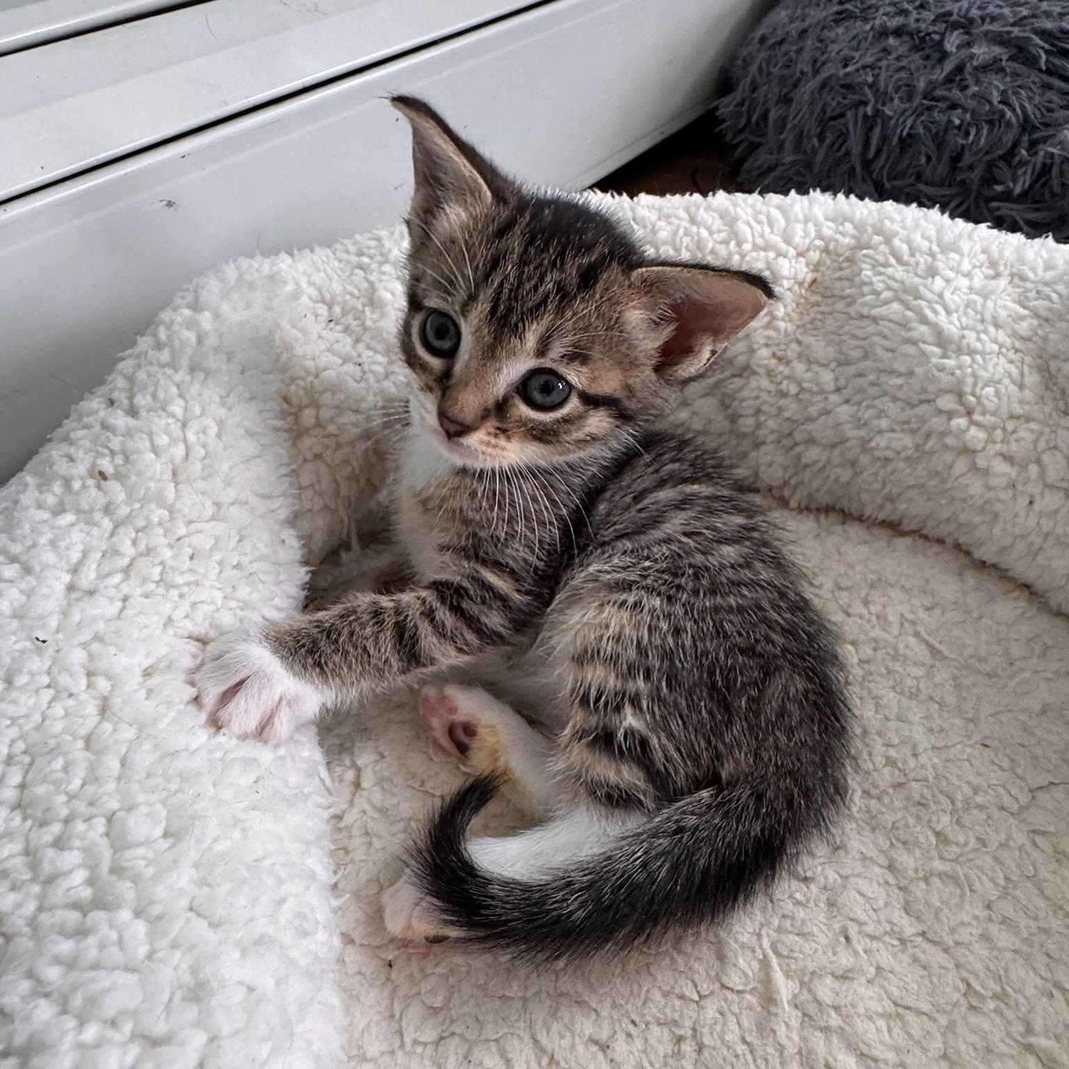 Enlarge Lachlan, a Adoptable mixed breed in Moriches, NY image 5/5