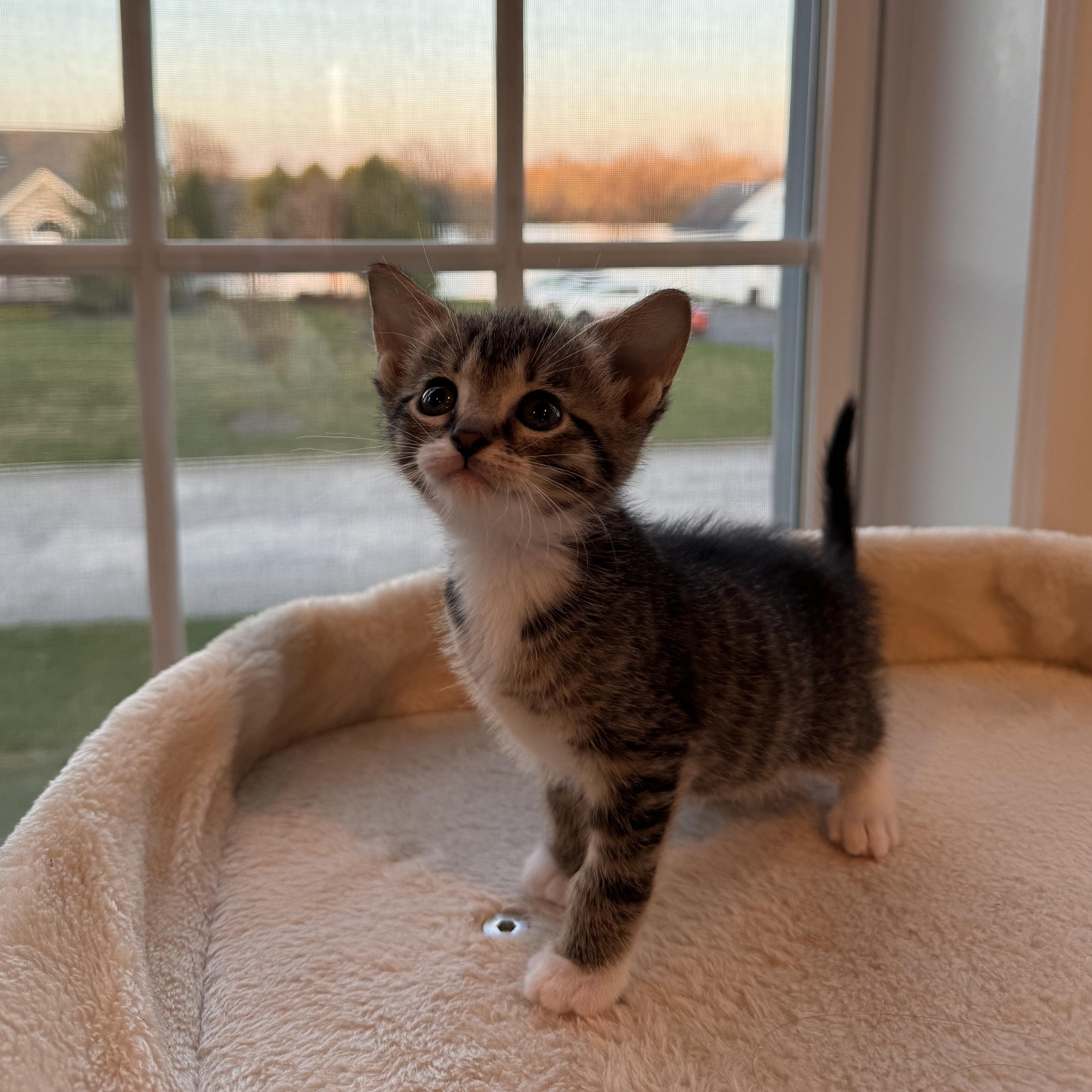 Lachlan, Adoptable, Kitten Male Domestic Short Hair & Tabby.