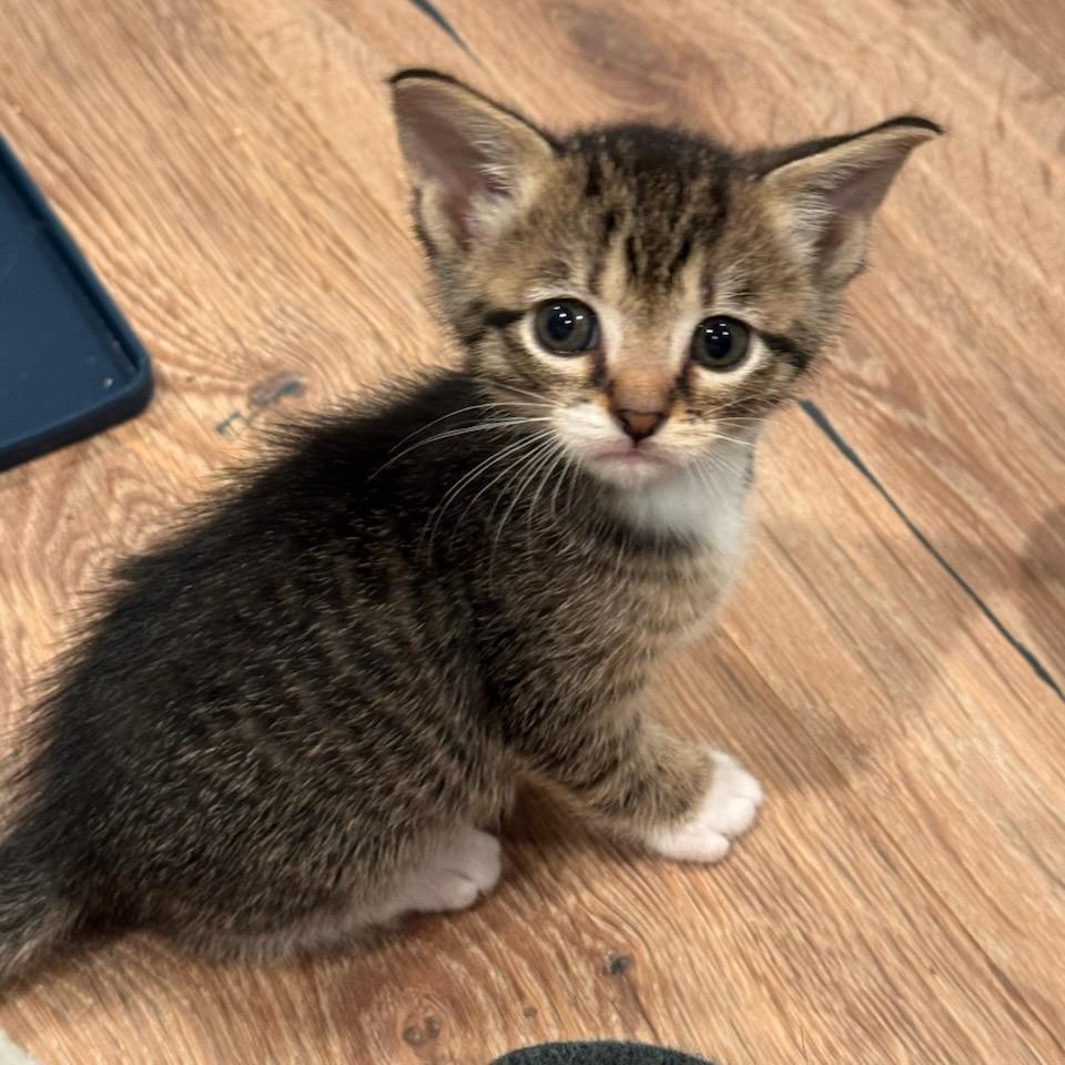 Enlarge Lachlan, a Adoptable mixed breed in Moriches, NY image 4/5
