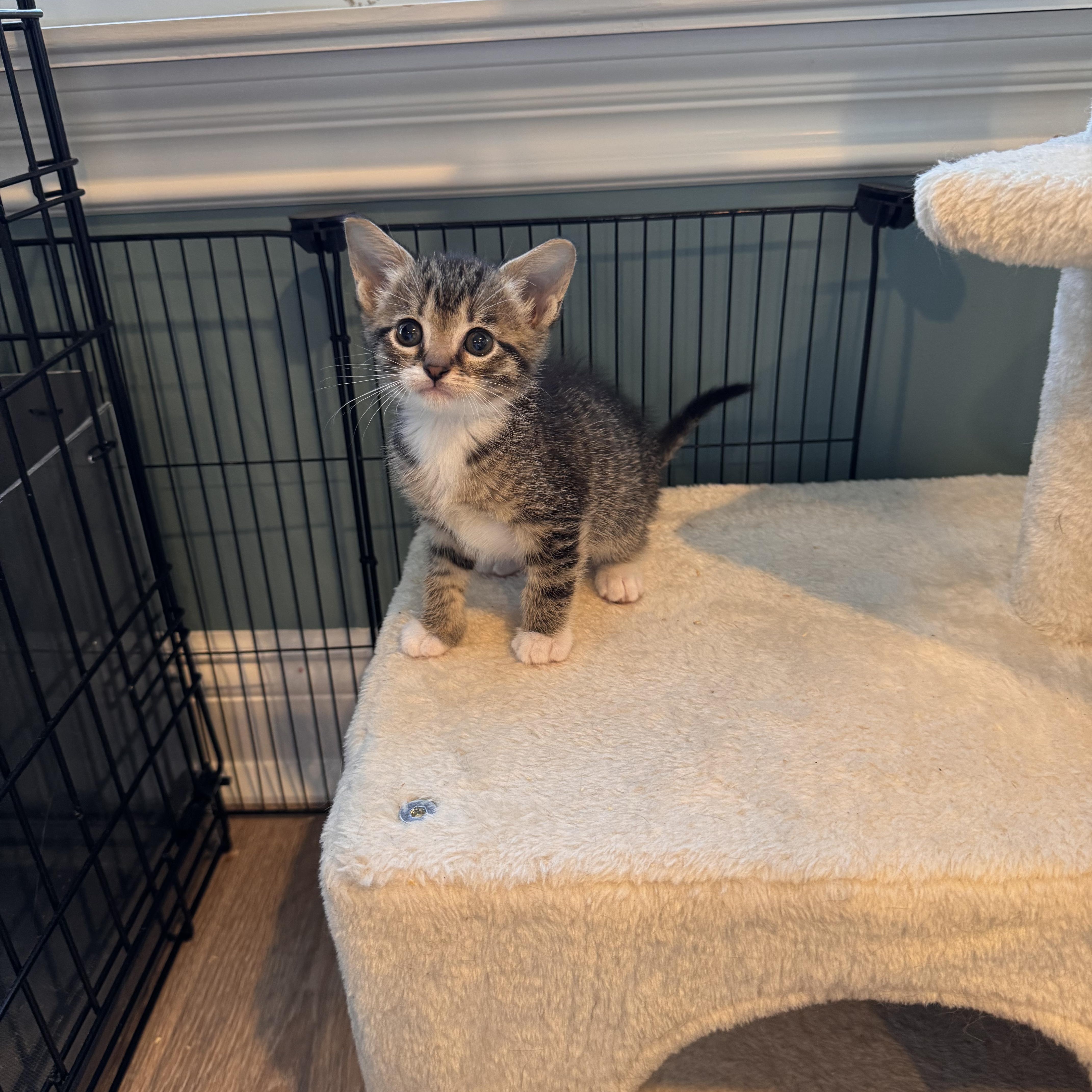 Enlarge Lachlan, a Adoptable mixed breed in Moriches, NY image 3/5