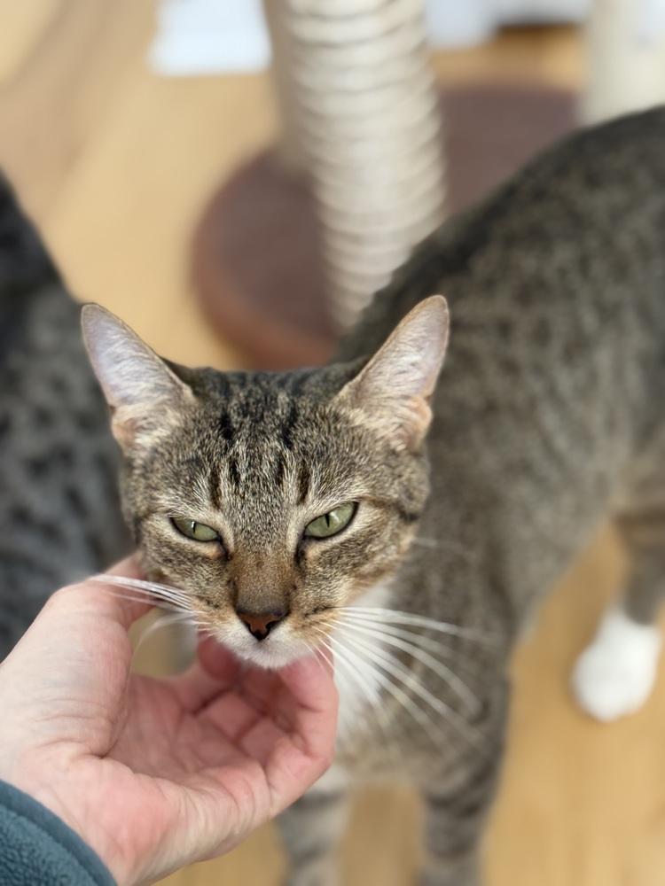 Solstice, a Adoptable Domestic Short Hair in Springdale, PA image 1/5