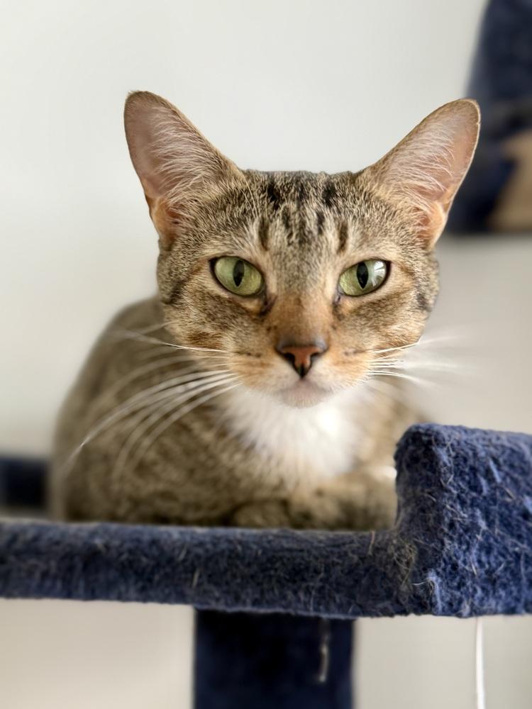 Enlarge Solstice, a Adoptable Domestic Short Hair in Springdale, PA image 2/6