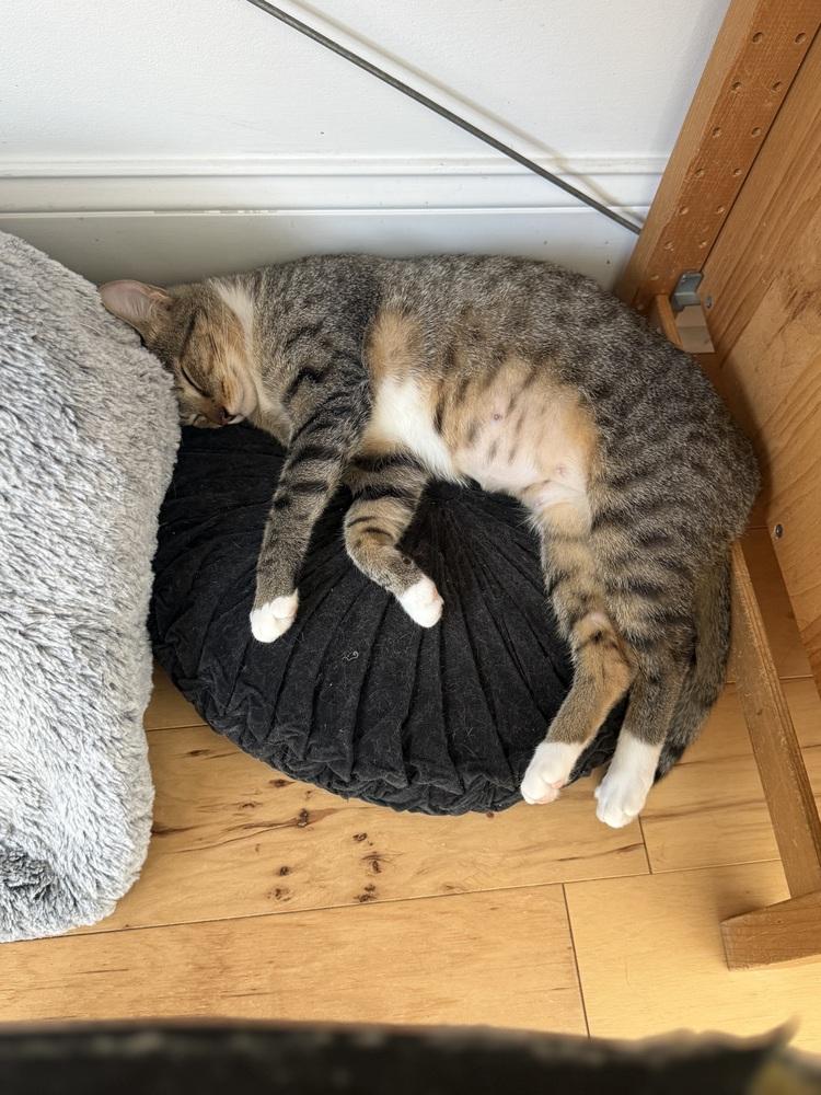 Enlarge Solstice, a Adoptable Domestic Short Hair in Springdale, PA image 3/6