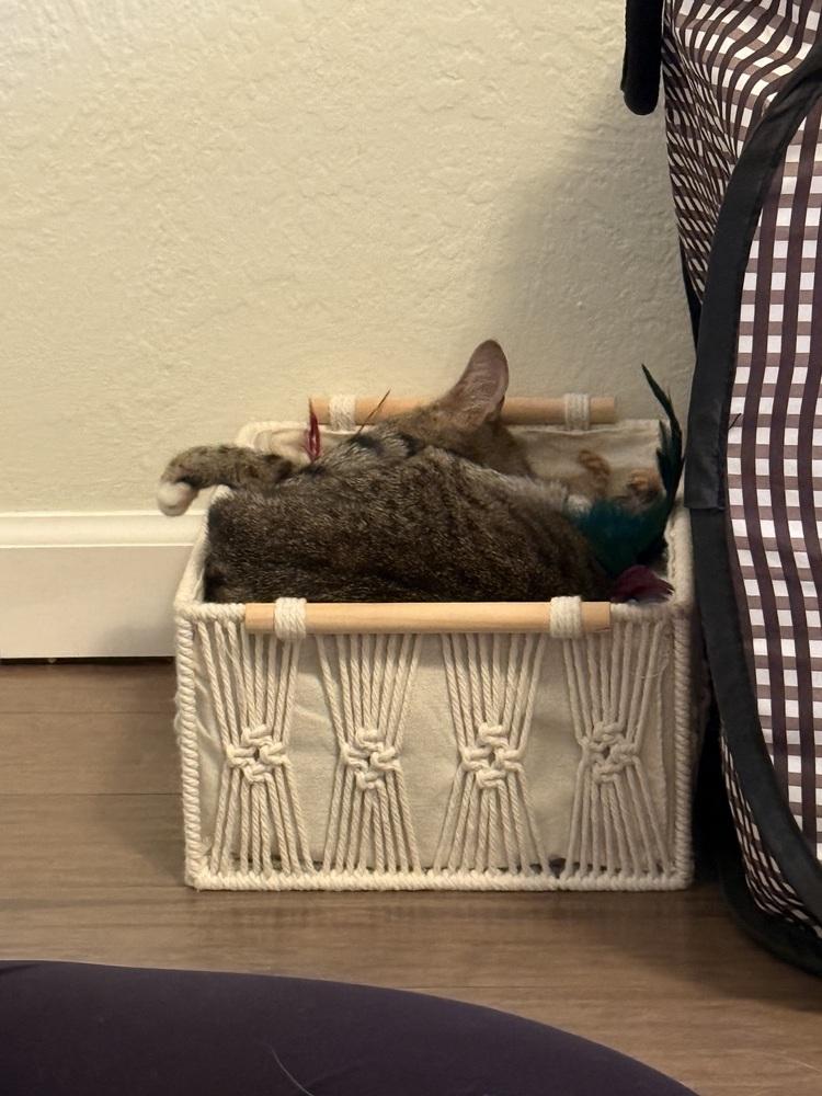 Solstice, a Adoptable Domestic Short Hair in Springdale, PA image 2/5