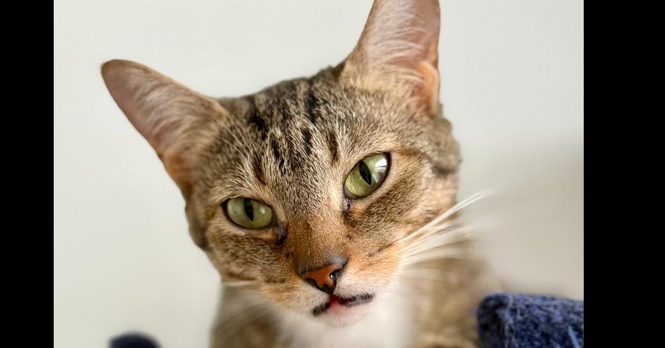 Enlarge Solstice, a Adoptable Domestic Short Hair in Springdale, PA image 4/6