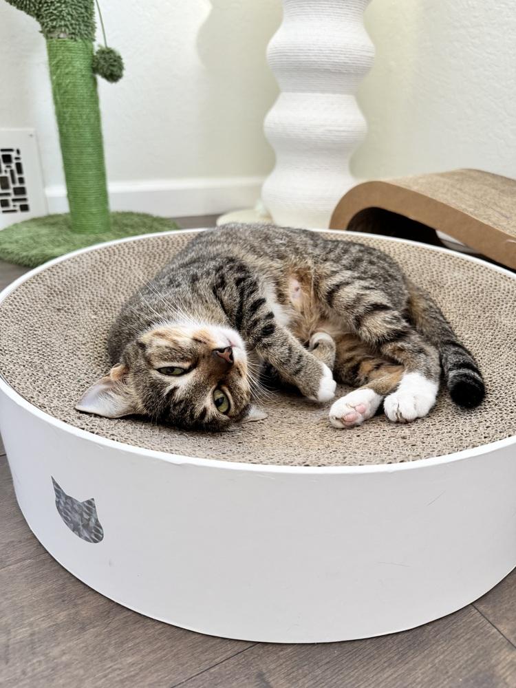 Solstice, a Adoptable Domestic Short Hair in Springdale, PA image 3/5