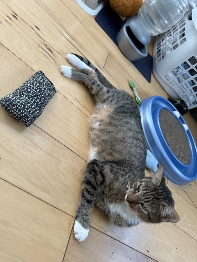 Solstice, a Adoptable Domestic Short Hair in Springdale, PA image 4/5