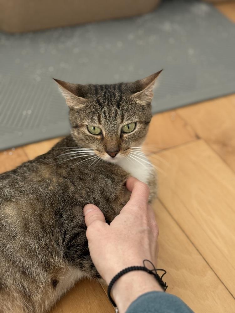 Solstice, a Adoptable Domestic Short Hair in Springdale, PA image 5/5